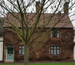 10Ivy clad cottage